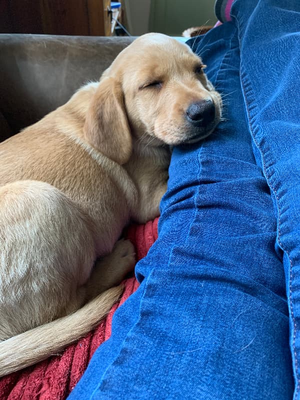 photo of 8 week old yellow lab puppy
