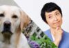 dog gland removal pros and cons