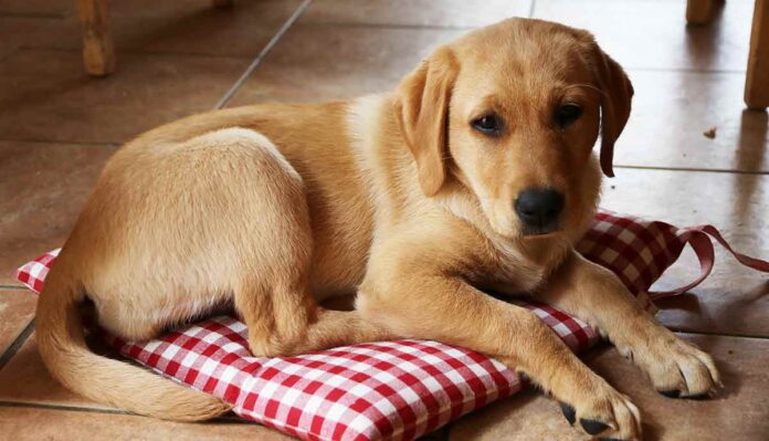 labrador puppy asleep on a red gingham cushion