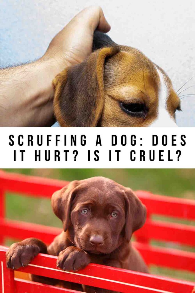 scruffing a dog