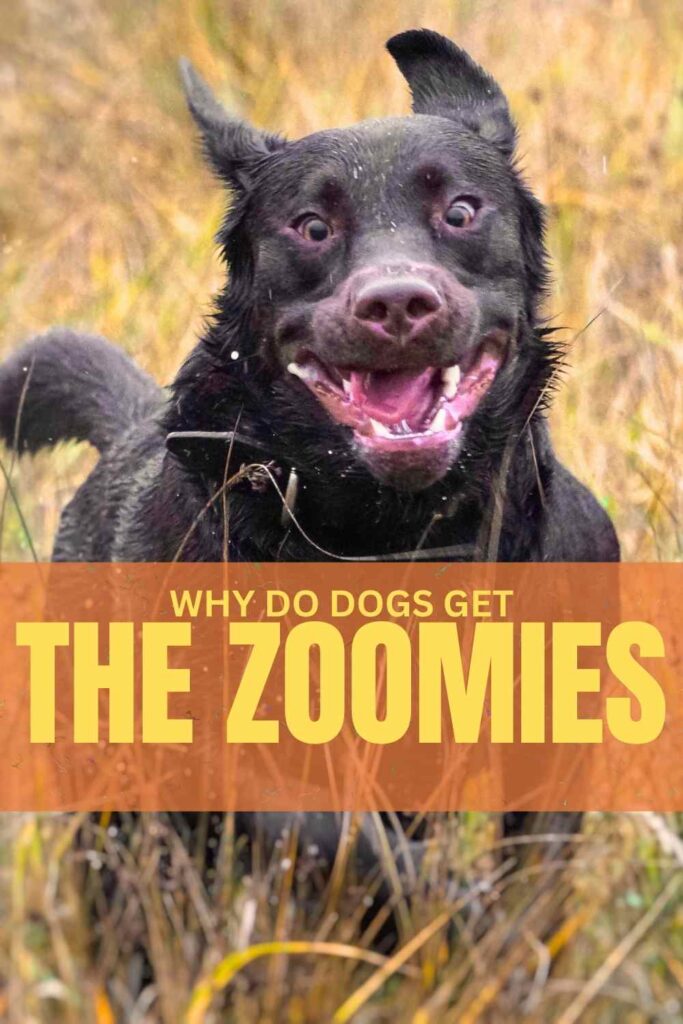 photo of a wild eyed labrador running around with the zoomies