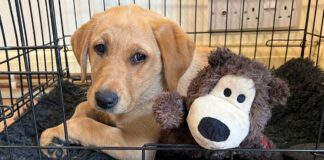 Bonnie the Lab puppy in her crate