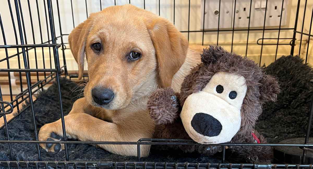 Is this crate too small? And what's the best toy/treat for making