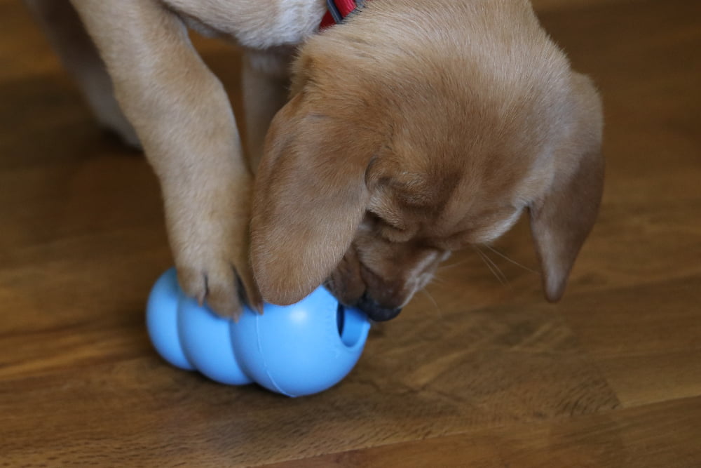 puppy playing with blue kong toy