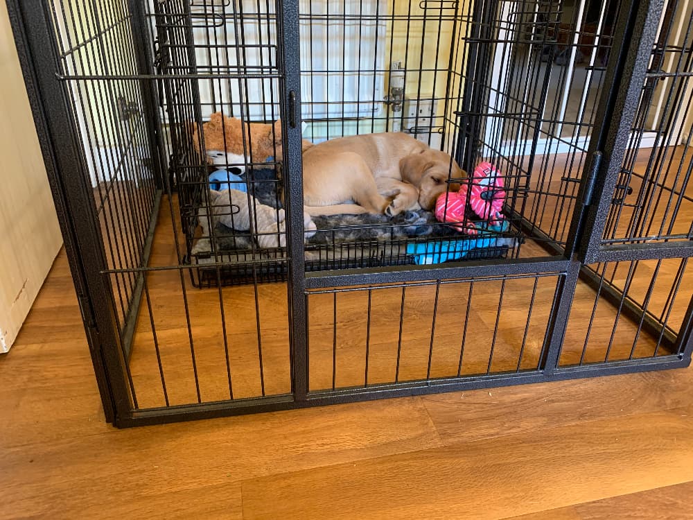 labrador puppy asleep inside a crate which is inside a puppy playpen