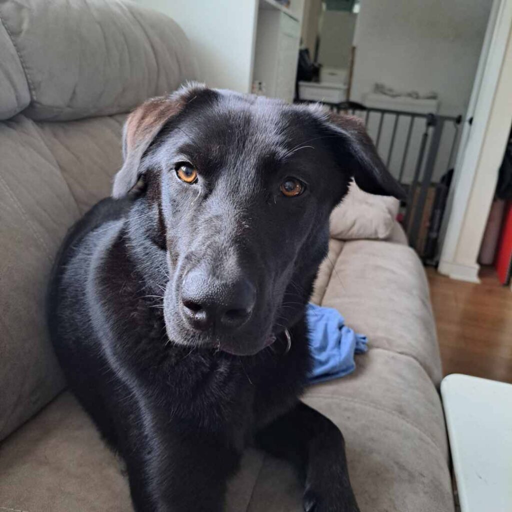 photo of chocolate sheprador Roxy