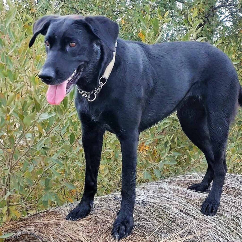 image of black and tan Tove