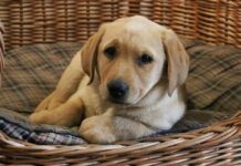 nine week old yellow labrador puppy in a wicker basket
