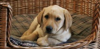 nine week old yellow labrador puppy in a wicker basket