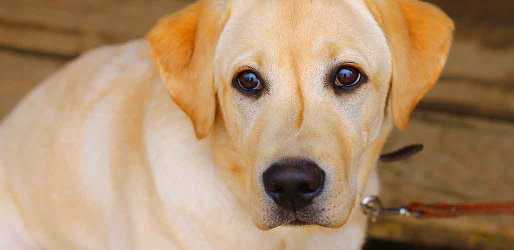 Dog Hernia After Spay Is It Common And How Can You Spot One 