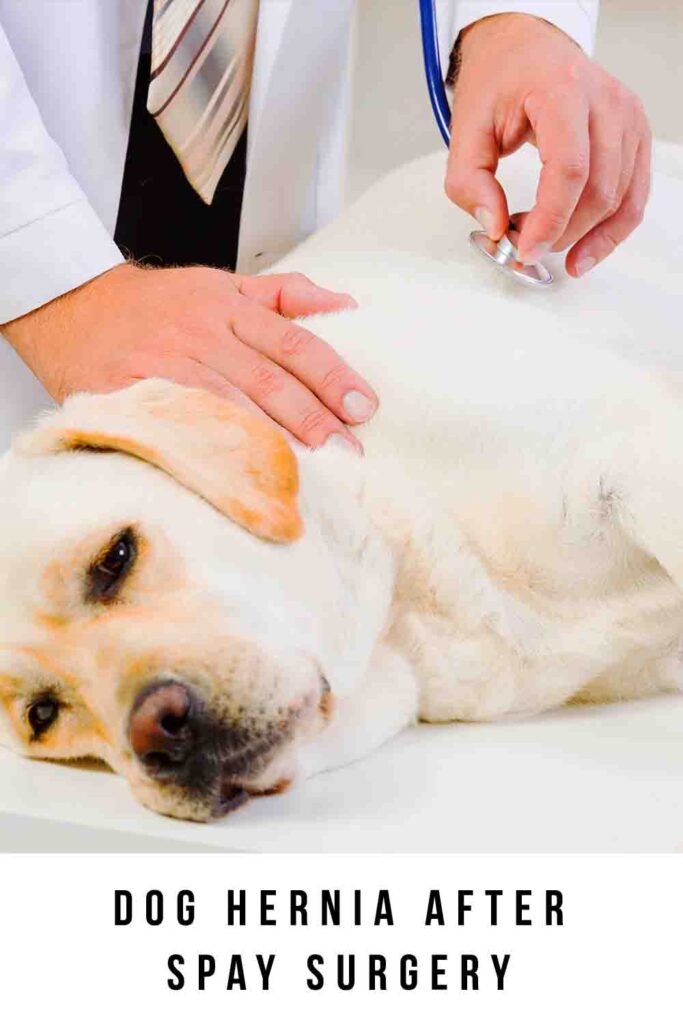 Dog Hernia After Spay Is It Common And How Can You Spot One dog-hernia-after-spay-is-it-common-and-how-can-you-spot-one