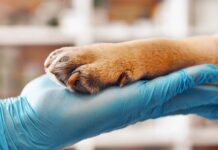 healthy dog paws vs unhealthy