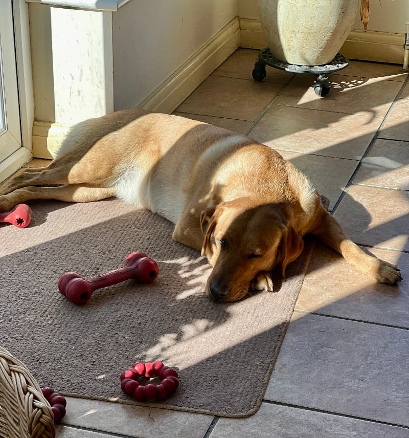 yellow Lab asleep on a door mat