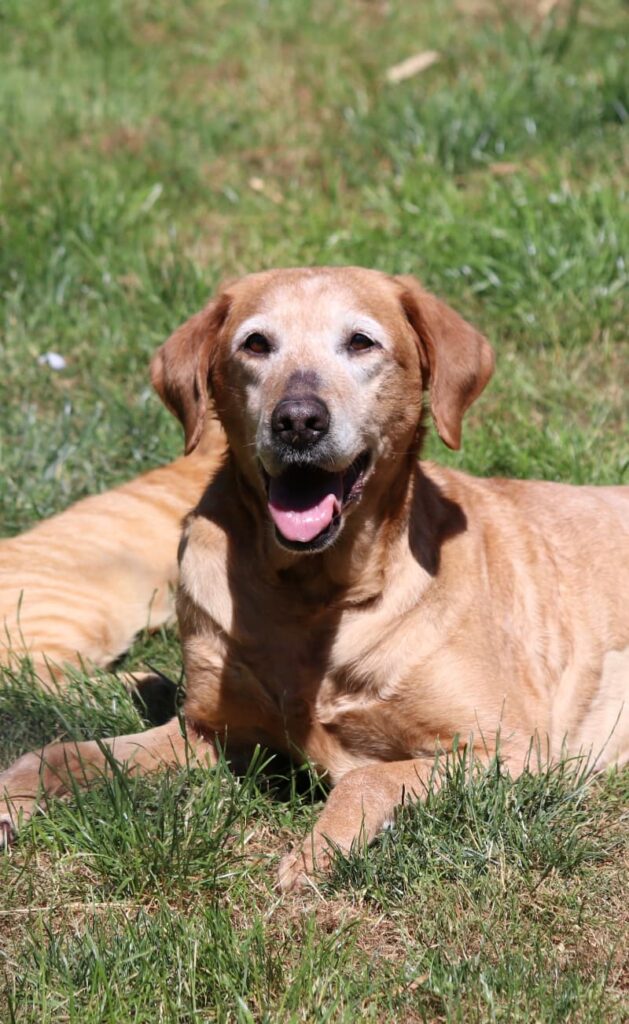 photo of an old yellow lab with white face