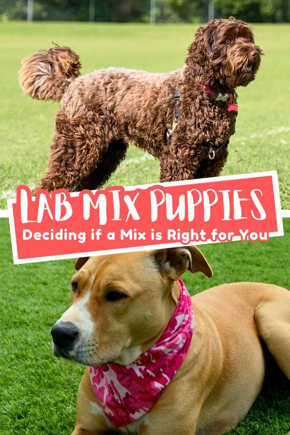 Lab Mix: The Diverse Range of Labrador Cross Breeds