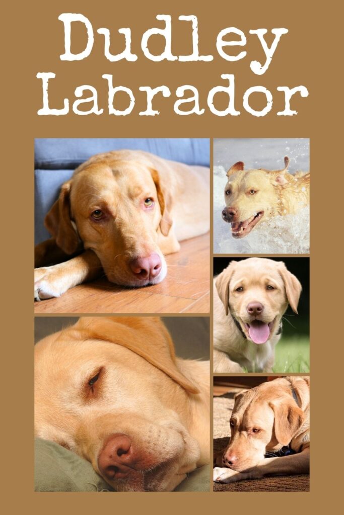 A collage of five photos of dudley labradors