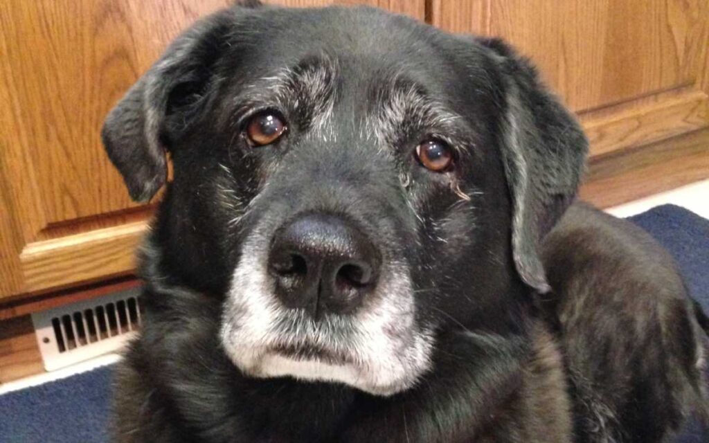 maggie the husky lab mix