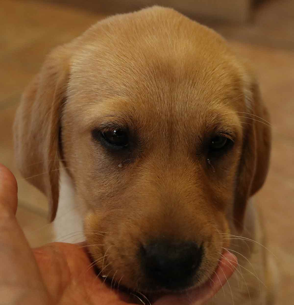 puppy-crying-at-night-effective-solutions-to-soothe-your-sleepless-pup