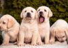 four labrador puppies