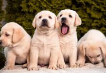 four labrador puppies