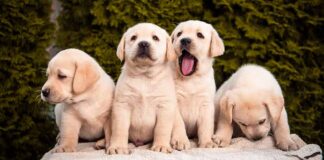 four labrador puppies