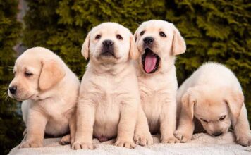 four labrador puppies