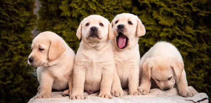 four labrador puppies