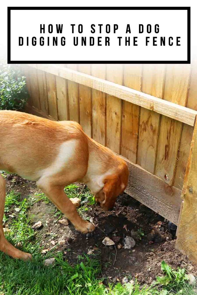 How To Stop A Dog Digging Under The Fence LS Tall