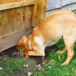How To Stop A Dog Digging Under The Fence LS long