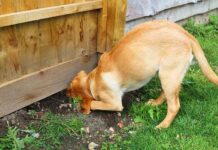 How To Stop A Dog Digging Under The Fence LS long
