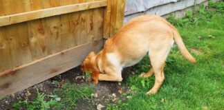 How To Stop A Dog Digging Under The Fence LS long