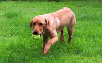self fetch dog toy