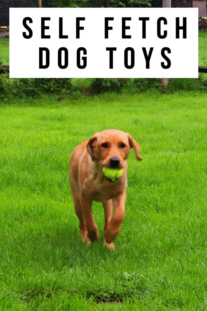 labrador with tennis ball