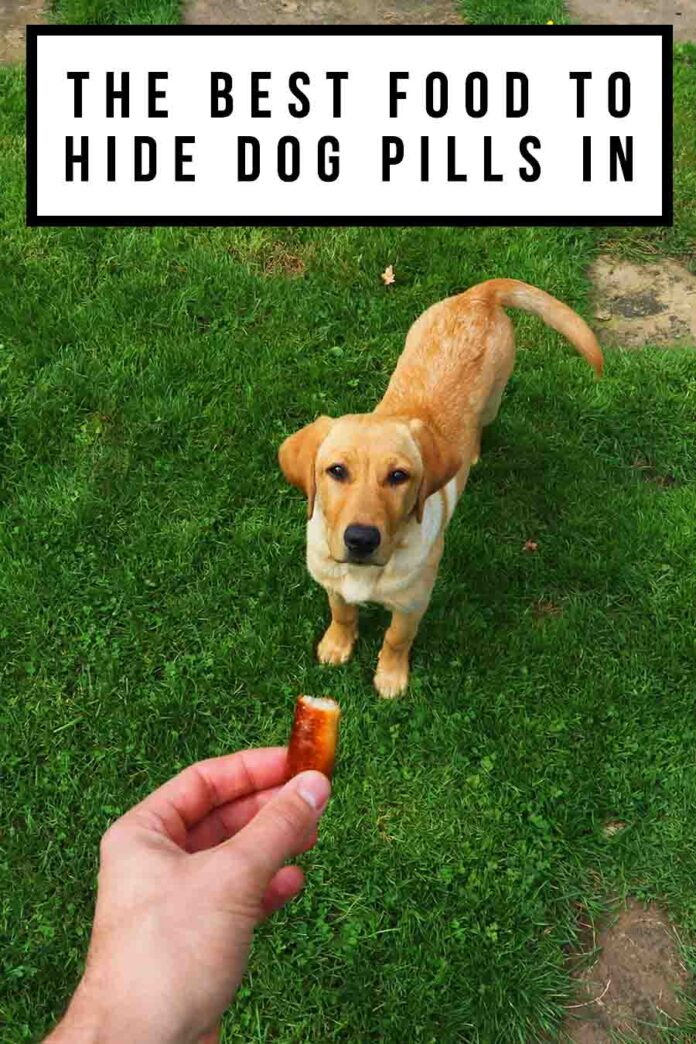 What Is The Best Food To Hide Dog Pills In?