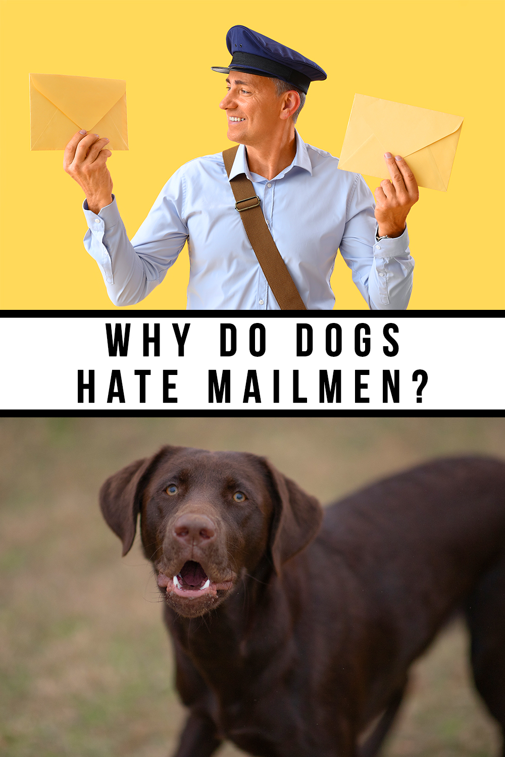 Why Do Dogs Hate Mailmen?