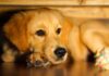 why does my dog hide under the bed