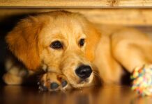 why does my dog hide under the bed