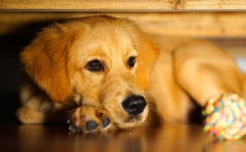 why does my dog hide under the bed