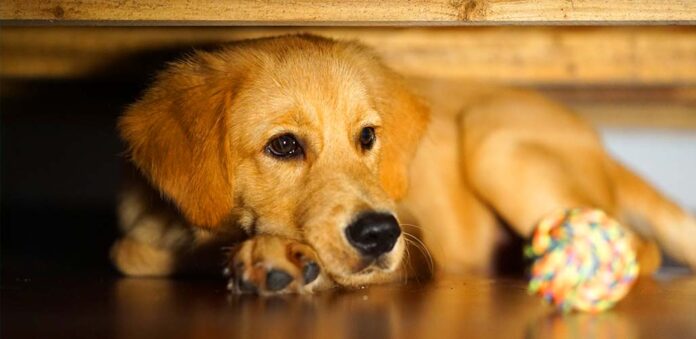 why does my dog hide under the bed