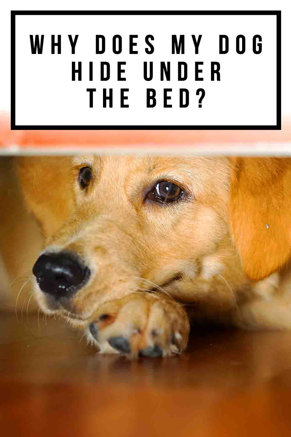 Why Does My Dog Hide Under The Bed?