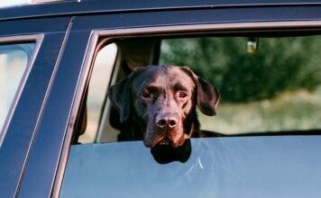 do whining in the car