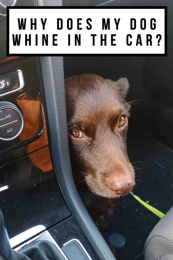 dog whining in the car