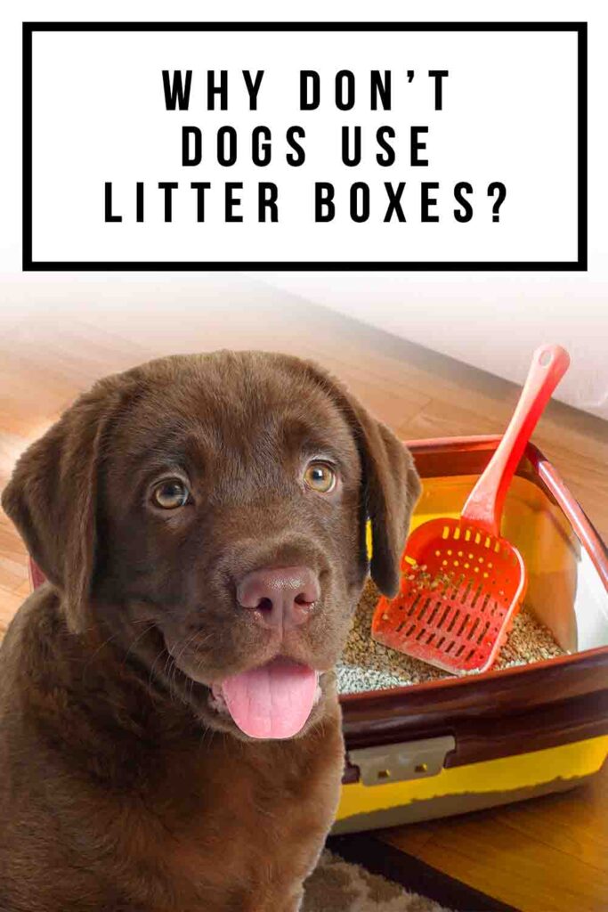 why don't dogs use litter boxes
