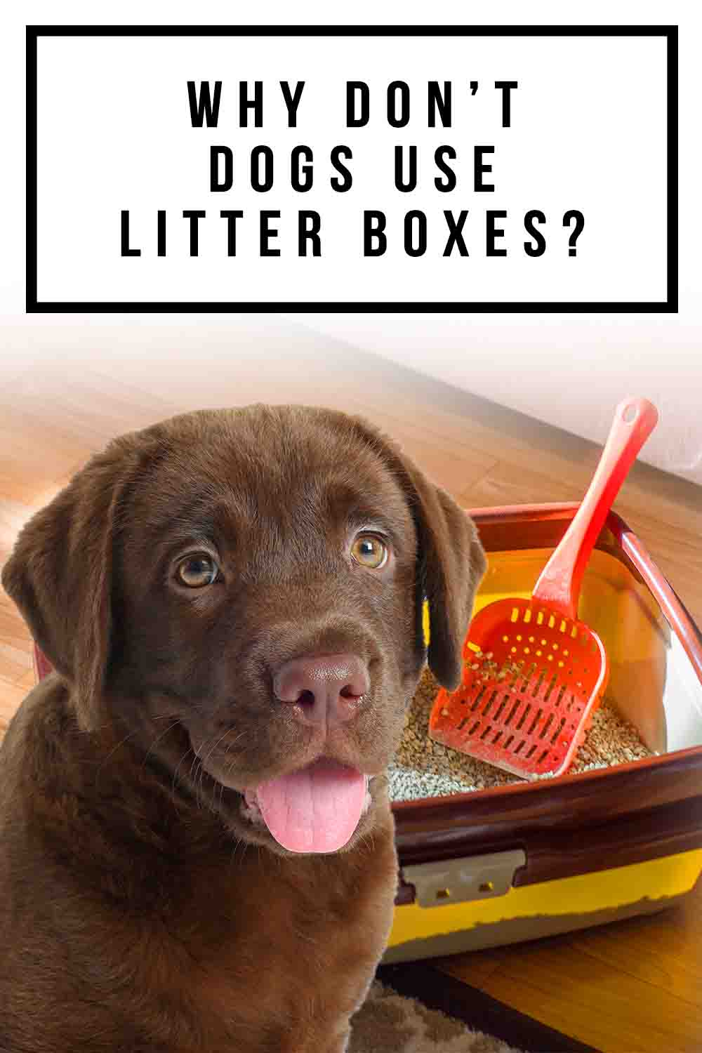 Why Don't Dogs Use Litter Boxes?