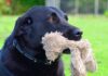 female dog whining and carrying a toy