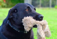 female dog whining and carrying a toy