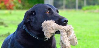 female dog whining and carrying a toy