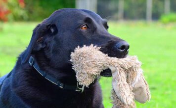 female dog whining and carrying a toy