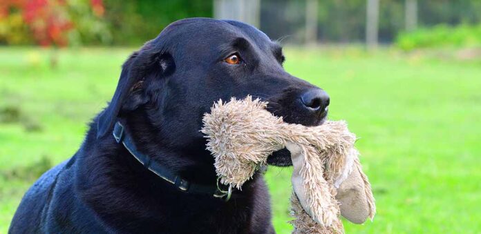 female dog whining and carrying a toy