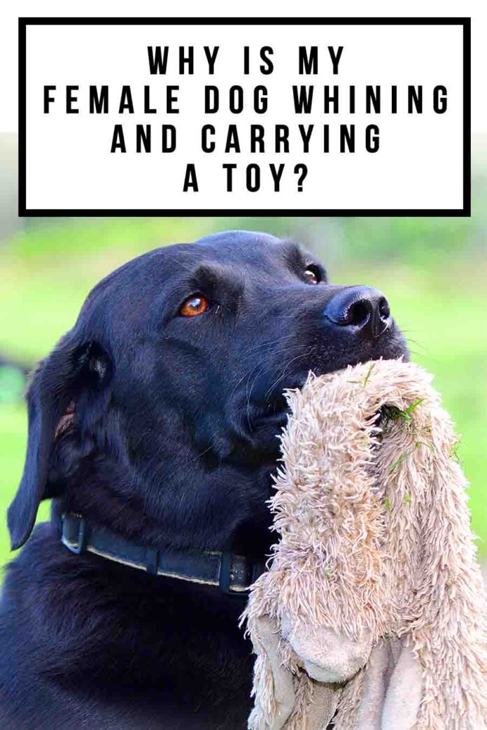 Why Is My Female Dog Whining And Carrying A Toy?